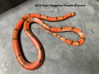 2019Proventangerinehypofemale.jpg