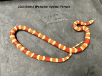 2020Albinoposshybino.jpg