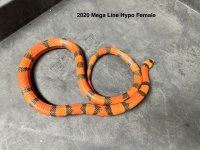 2020megalinehypofemale.jpg