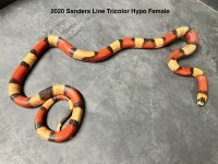 2020sanderslinehypofemale.jpg