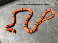 2020sanderslinetangerinefemale.jpg