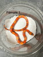 female 1.jpg