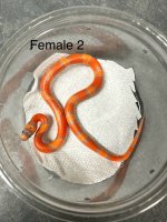 female2.jpg