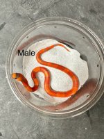 male.jpg