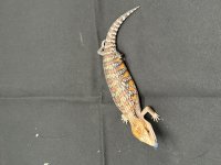 skink1.jpg