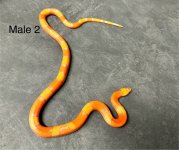 male2.jpg
