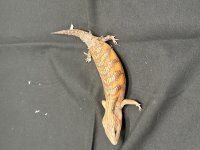 skink4.jpg