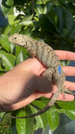 Smurfy x xena hatchling .jpg