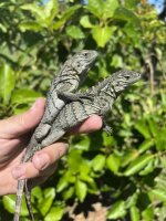 smurfy x xena hatchlings.jpg