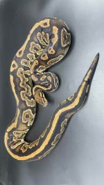 black pastel het pied f.jpg