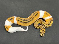 clown pied male.jpg