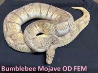 odpastelspidermojo female.jpg