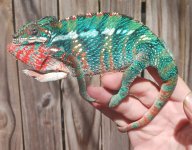 cham sire.jpg