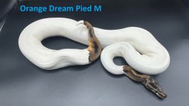 orange dream pied male adult.jpg