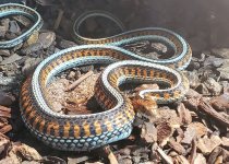 MaleCalRedSidedGarter.jpg