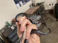 red belly rubidus baby.jpg