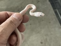 leucistic deckert's.jpg