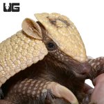 ug_3_banded_armadillo_1.jpg