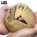 ug_3_banded_armadillo_2.jpg