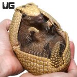 ug_3_banded_armadillo_3.jpg