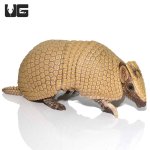 ug_3_banded_armadillo_4.jpg