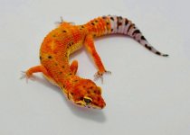 inferno-leopard-gecko-for-sale-1030x736.jpg