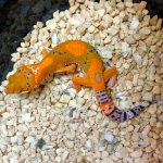 firewater-blood-leopard-gecko-for-sale.jpg