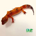 blood-leopard-gecko-for-sale-1.jpg