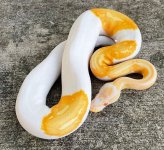 albino_pied_23__92849.jpg