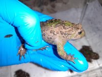 b.microdeladigitora1.jpg