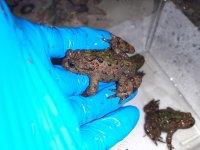 b.microdeladigitora3.jpg