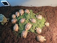 tortoise 2.jpg