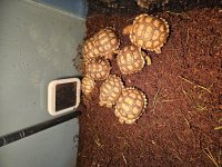 tortoise 3.jpg