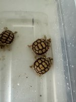 tortoise 4.jpg