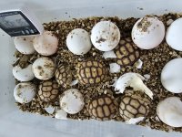 tortoise 5.jpg