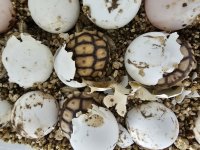 tortoise 6.jpg