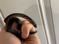 red belly rubidus baby.jpg