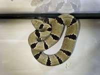 IMG_1451.jpg