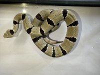 IMG_1450.jpg