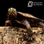 BLACK BREASTED LEAF TURTLES (2) 2.jpg