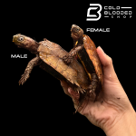 BLACK BREASTED LEAF TURTLES.png