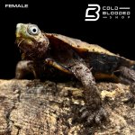 BLACK BREASTED LEAF TURTLES (3).jpg