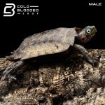 BLACK BREASTED LEAF TURTLES (8).jpg