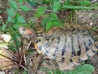 RThypofemale_foramberhetad_4Sep2023_a.jpg