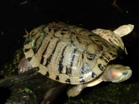 RThypofemales_foramberhetad_2Sep2023_a.jpg