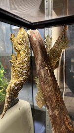 Leachie Adults.jpg