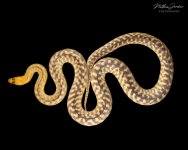 Woma python ZHE 2023 6.jpg