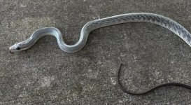 axanthic jansens 2.jpg