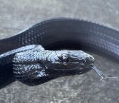 black 2.jpg