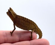 superciliaris (1).jpg